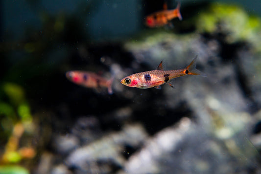 Chili Rasbora Care Guide