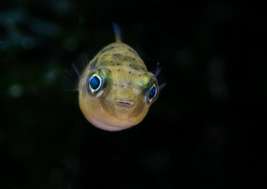 Dwarf puffer fish guide.
