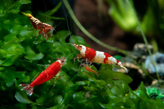 Essential tips for a shrimp colony.