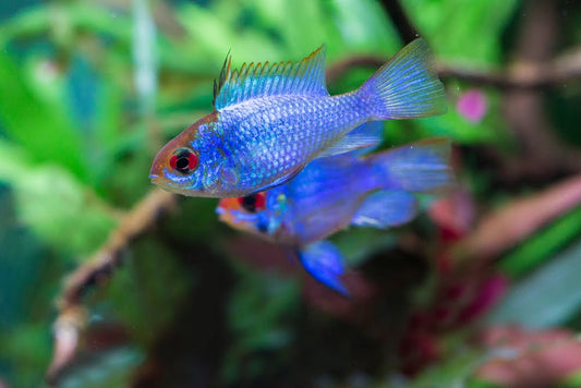 Blue ram.