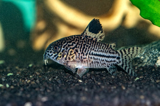 The Julii cory.