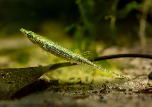 Toothpick fish.