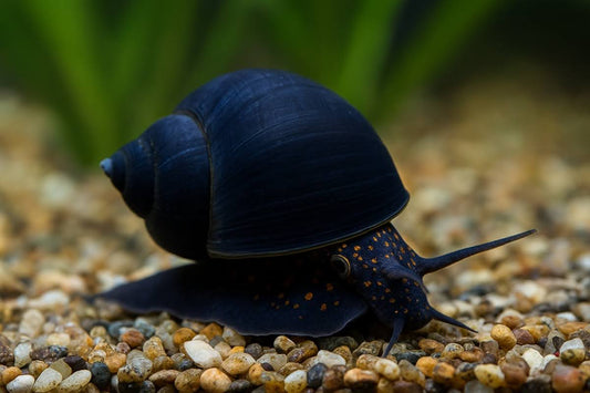 How to care for blueberry snails?
