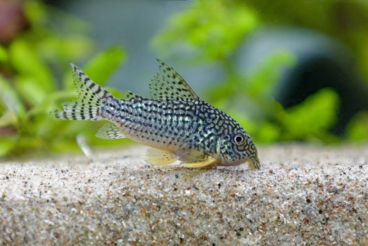 How often do corydoras lay eggs