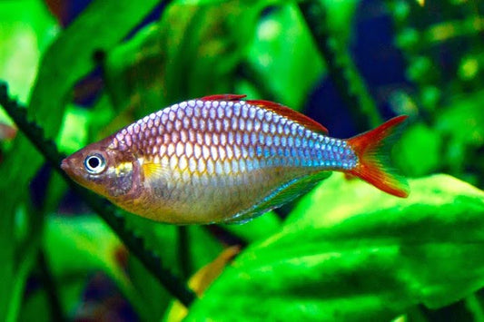 Dwarf neon rainbowfish.