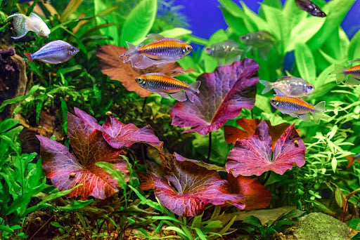 Shrimp and betta fish living in harmony.