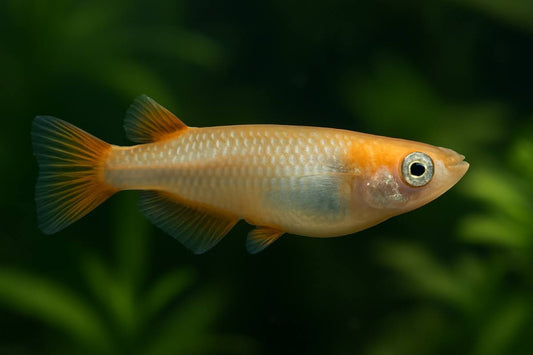 Medaka rice fish care.