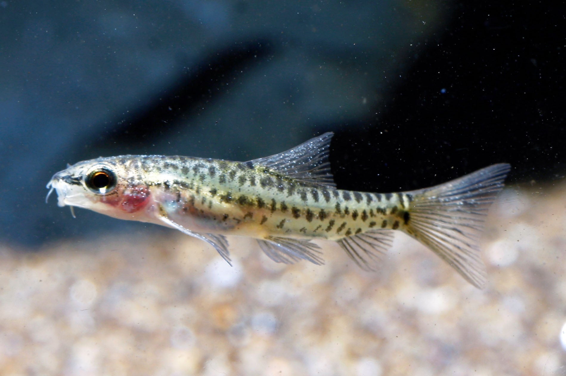 Loach Rare Limited - Spotted Purple Fin Hillstream Loach Algae