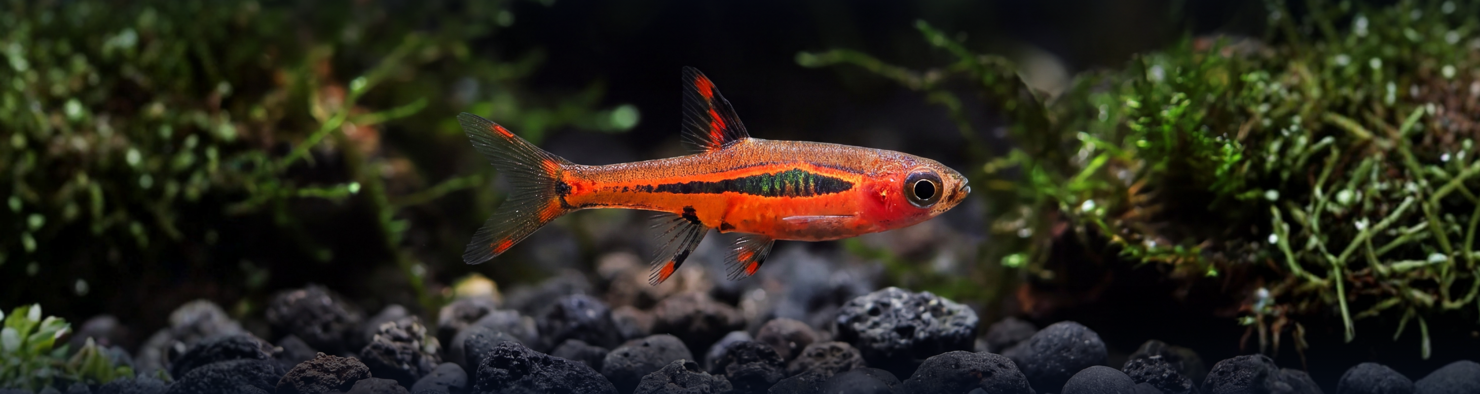 ディックバーンストラレン　nano fish 5'2\