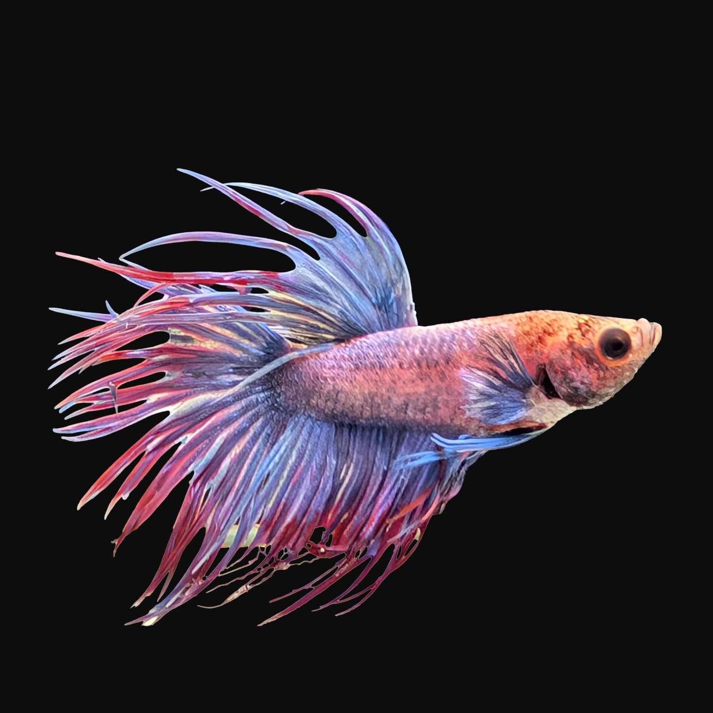 Crowntail Betta Male (B2-1-1)