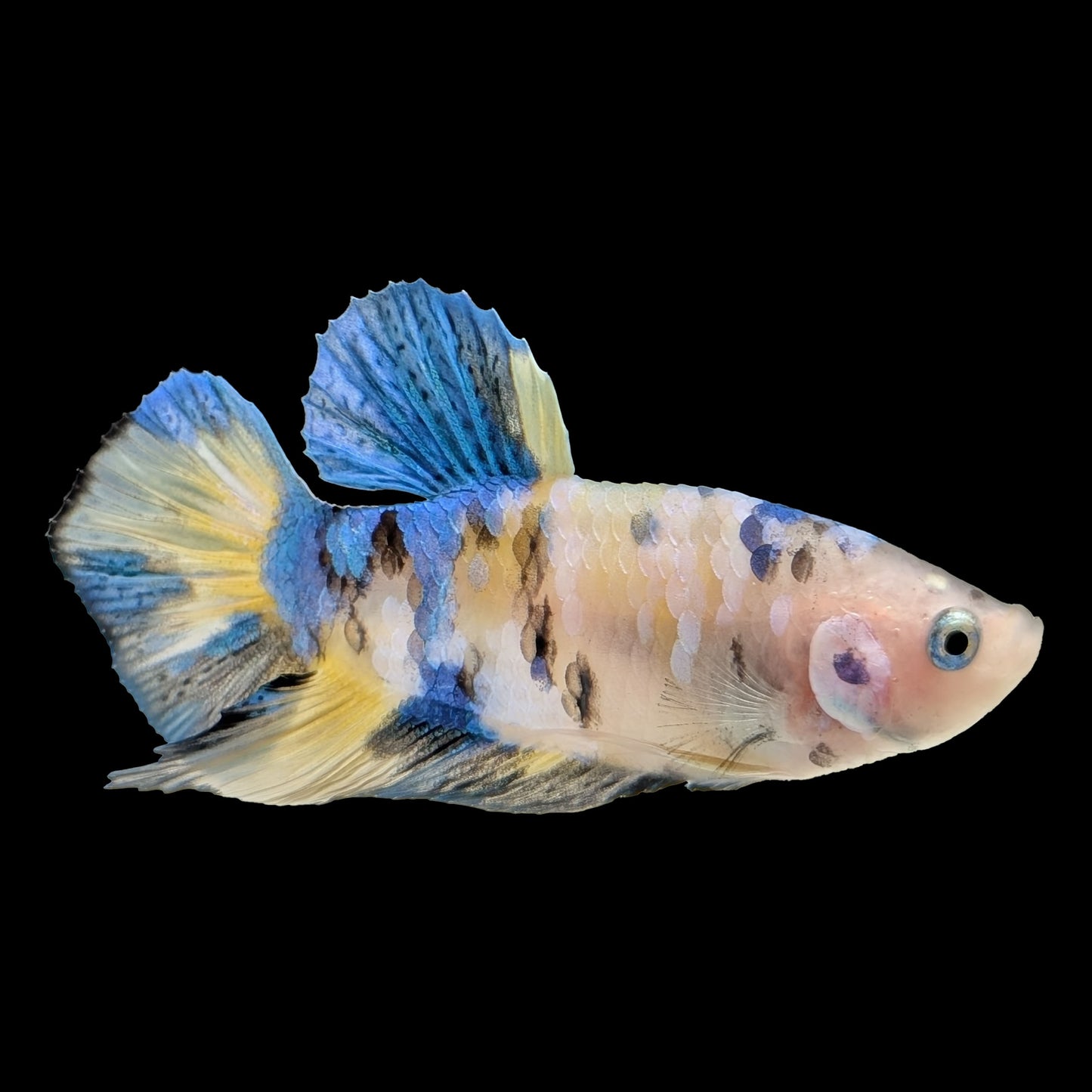 Yellow Koi Galaxy Halfmoon Plakat Male (B2-1-3)