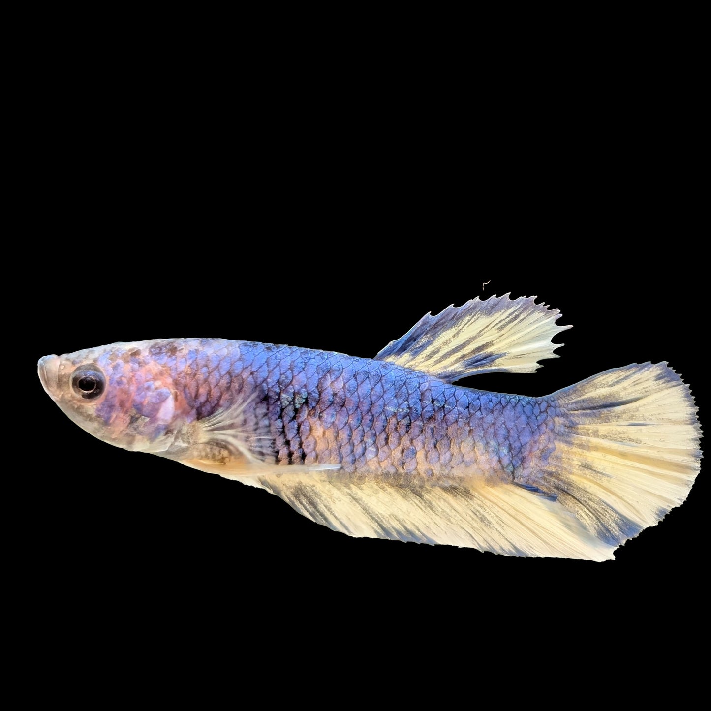 Purple Nemo Plakat Male (B2-1-4)