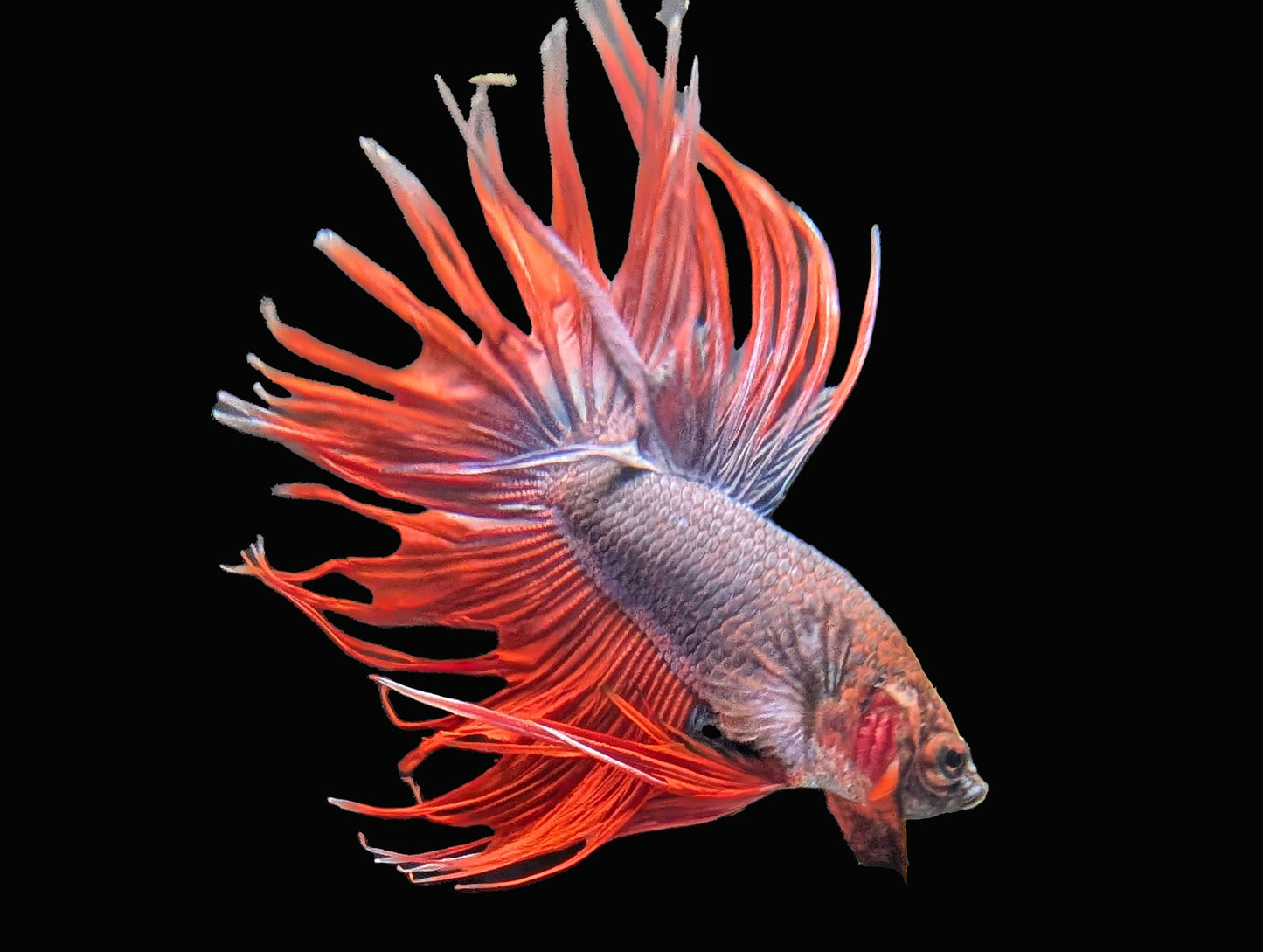 Crowntail Betta Male (B2-1-7)