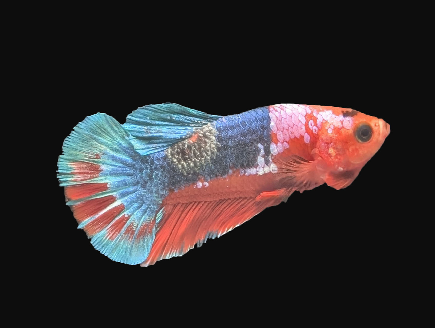 Hellboy Plakat Male (B2-2-3)