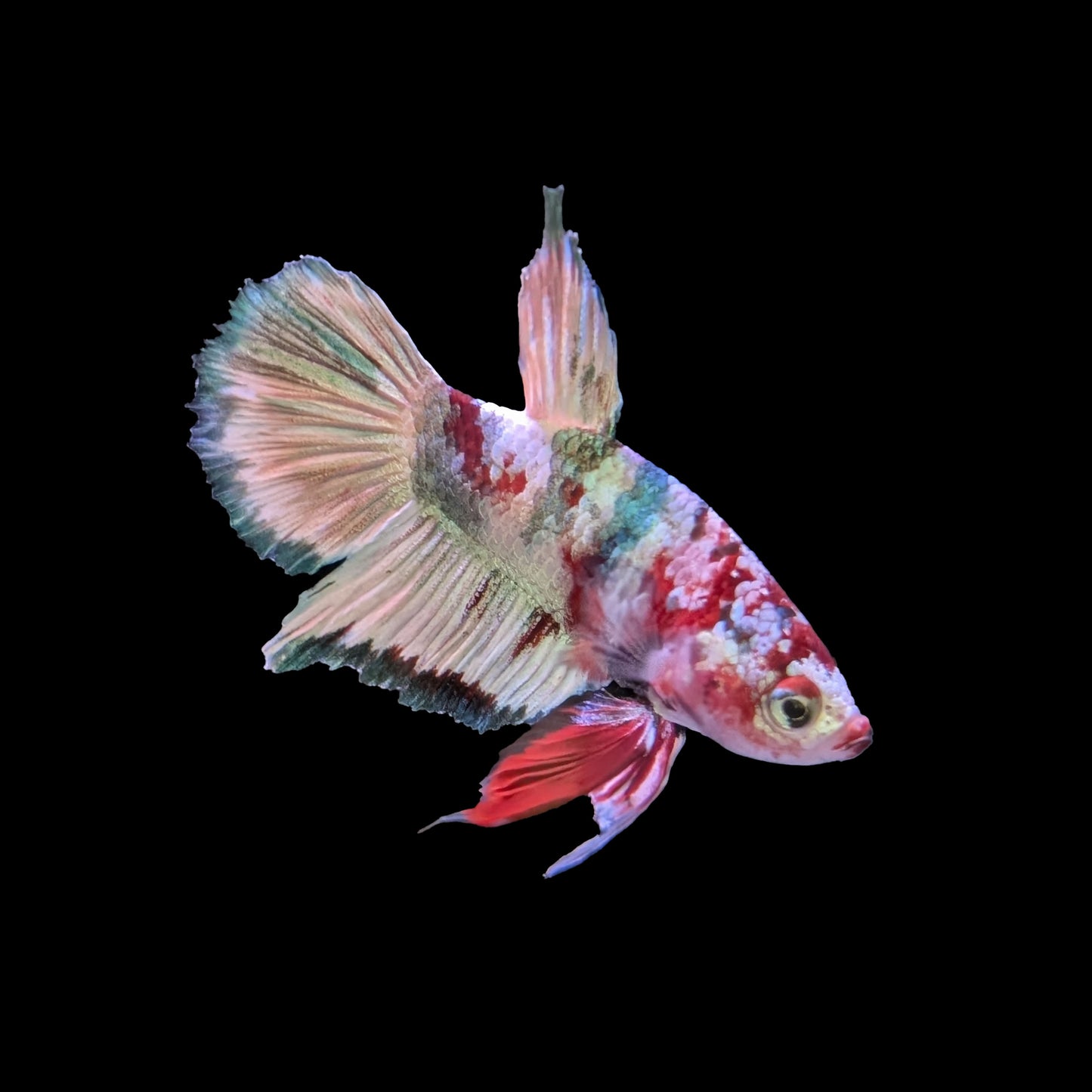 Galaxy Nemo Plakat Male (B2-3-7)