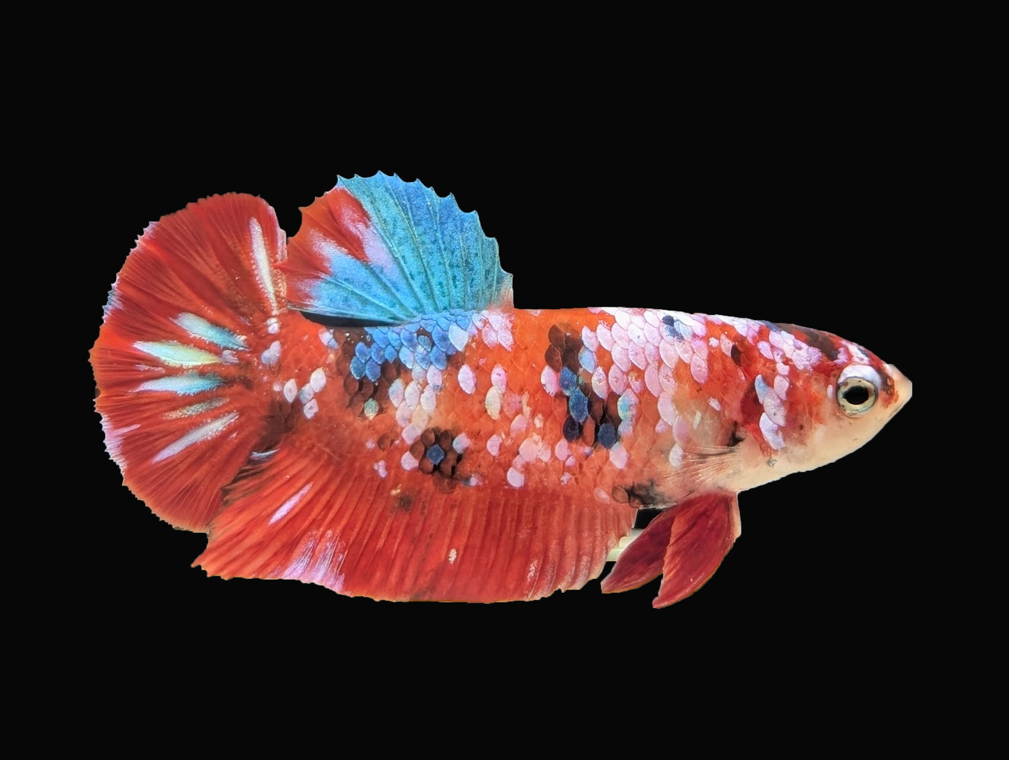 Candy Halfmoon Plakat Male (B2-3-8)
