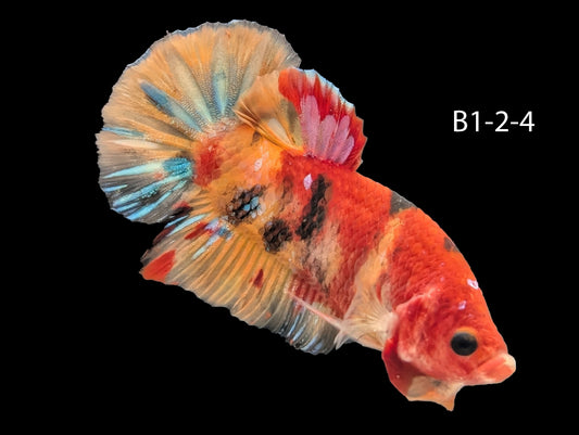 Lion Galaxy Halfmoon Plakat Betta (WYSIWG)