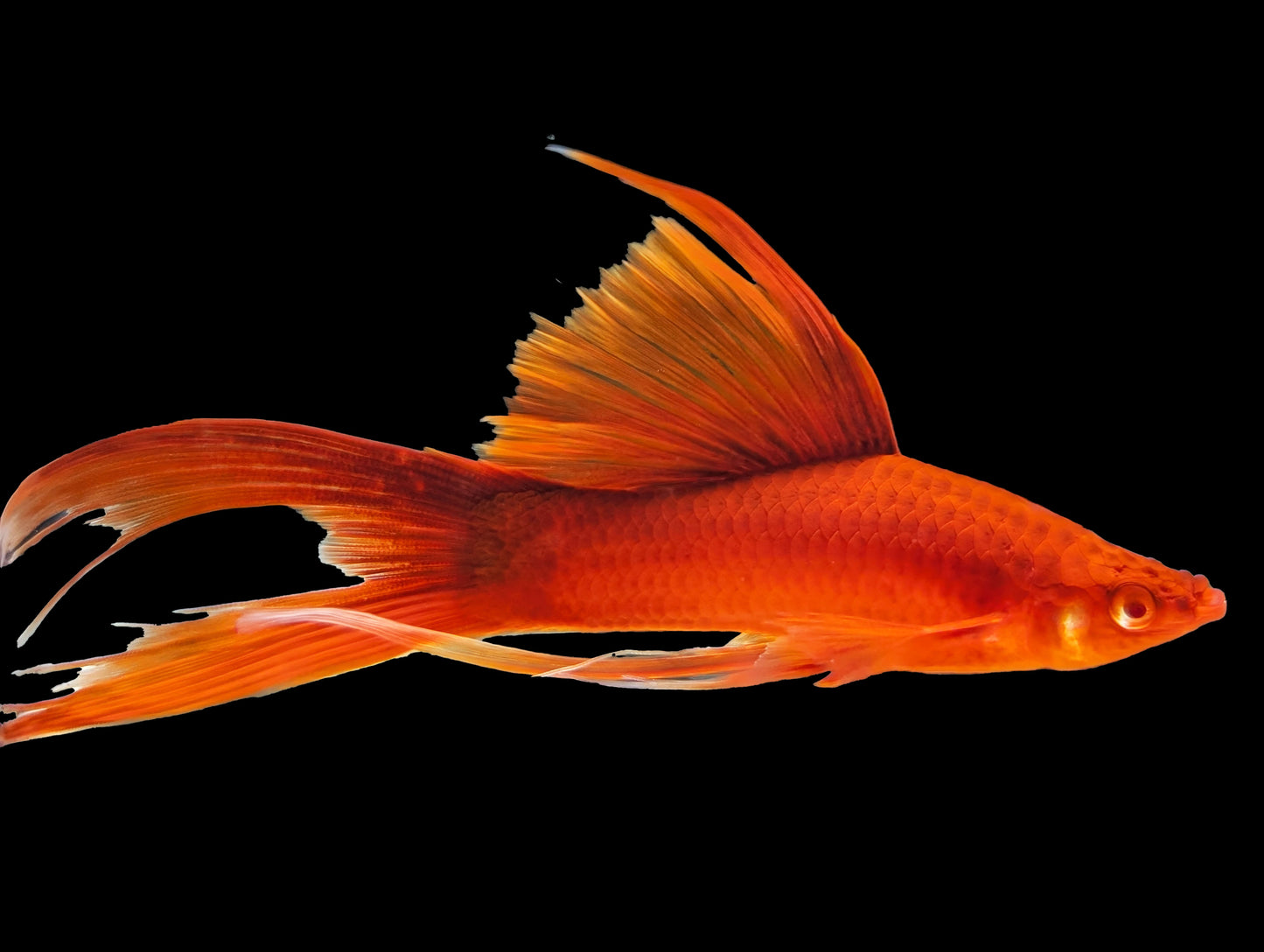 Grade A Blood Red Lyretail Swordtail