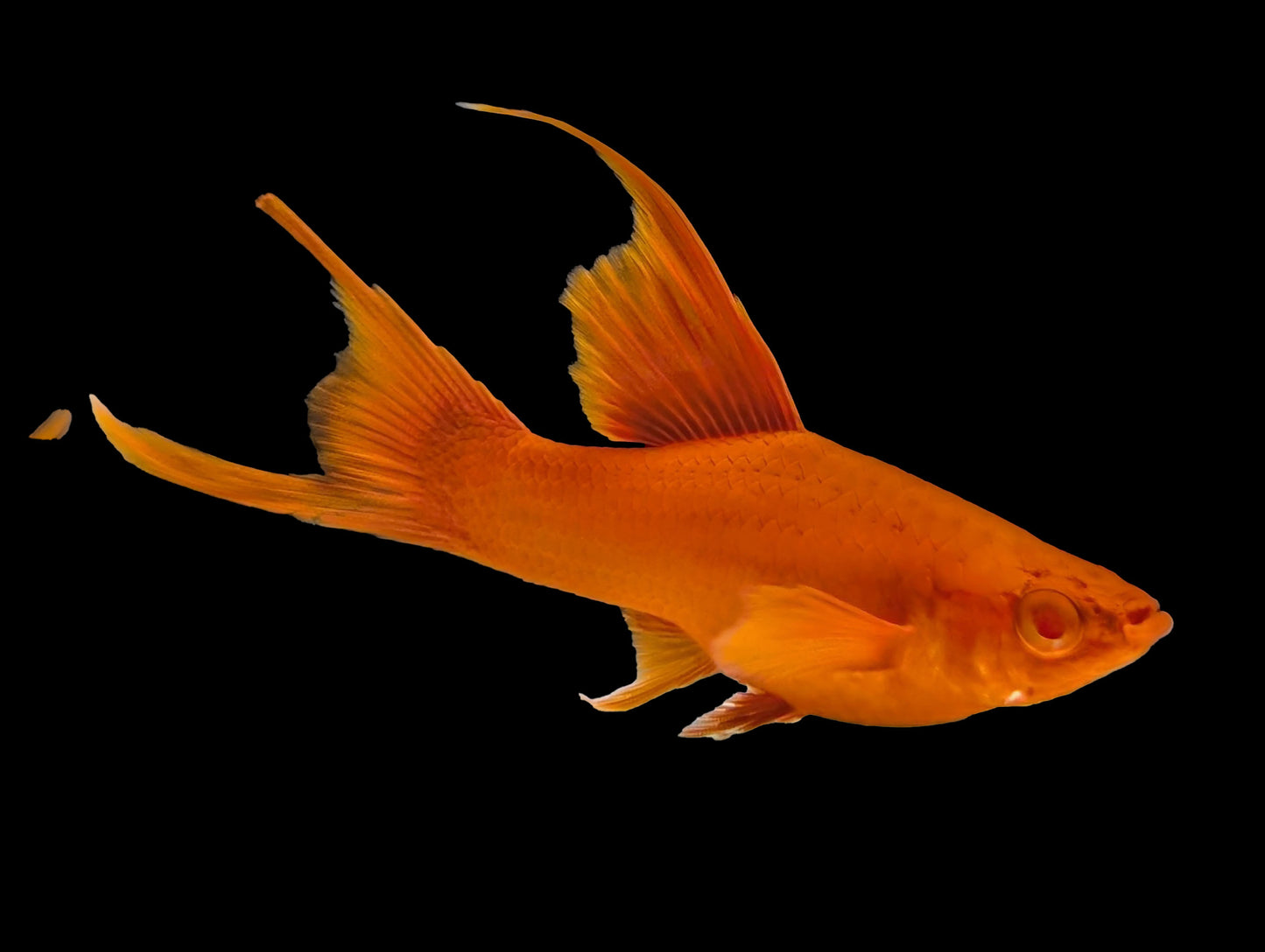 Grade A Blood Red Lyretail Swordtail