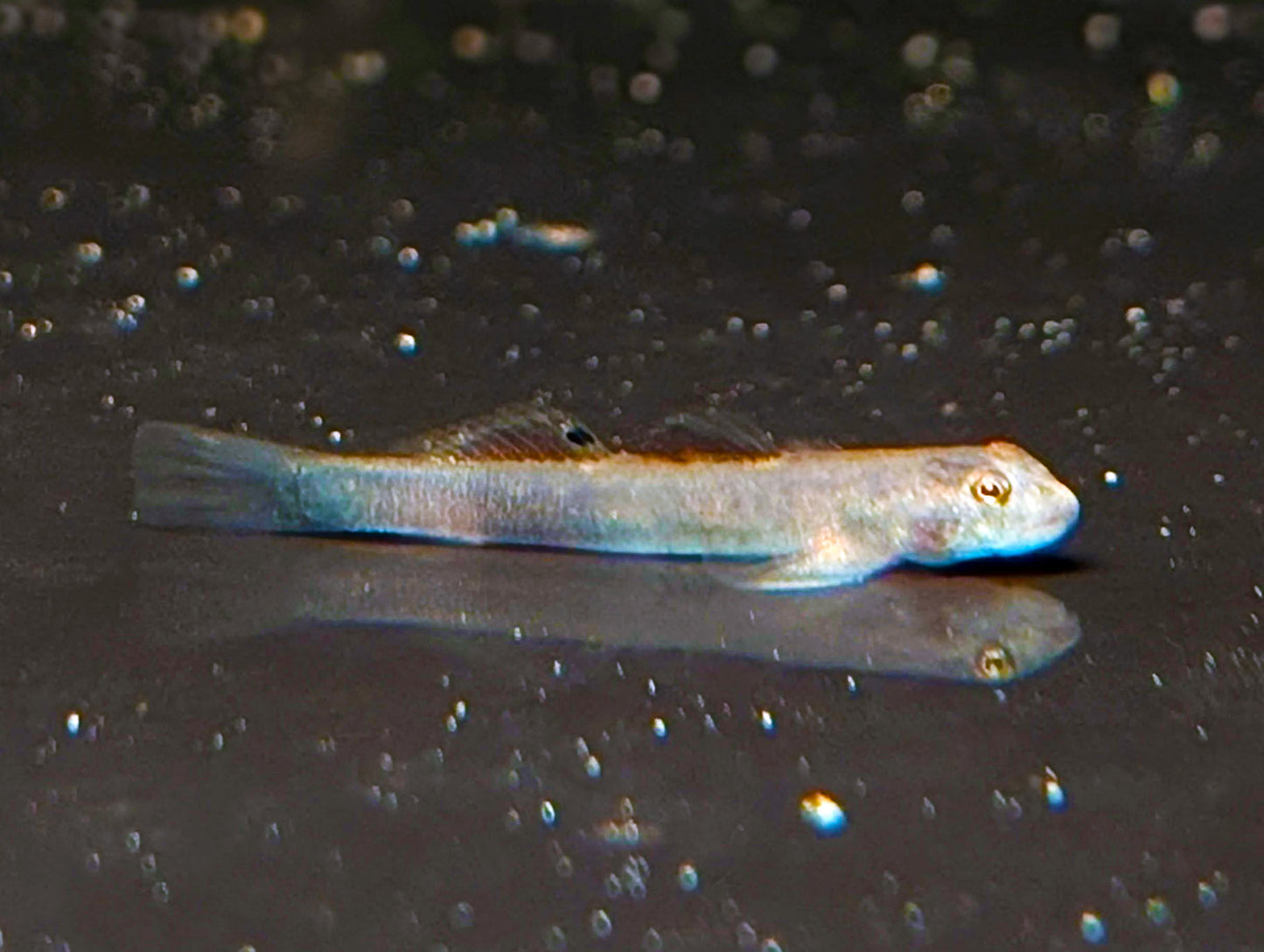 Blue Belly Goby