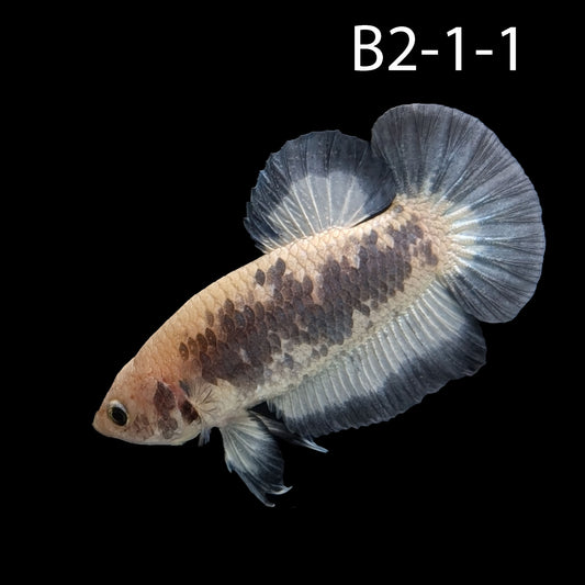 Blue Rim Halfmoon Betta (WYSIWYG)