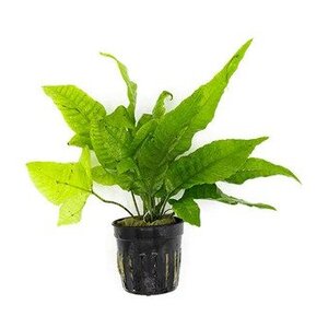 Bolbitis Heteroclita