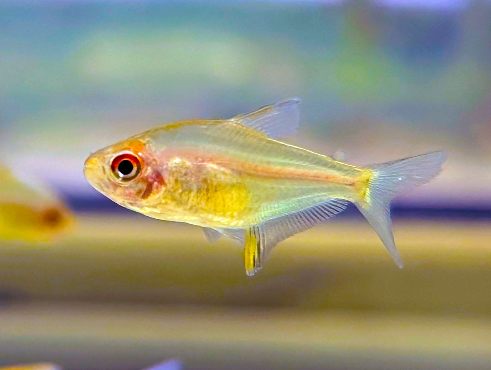 Orange Bolivian Lemon Tetra (Tank-Bred)