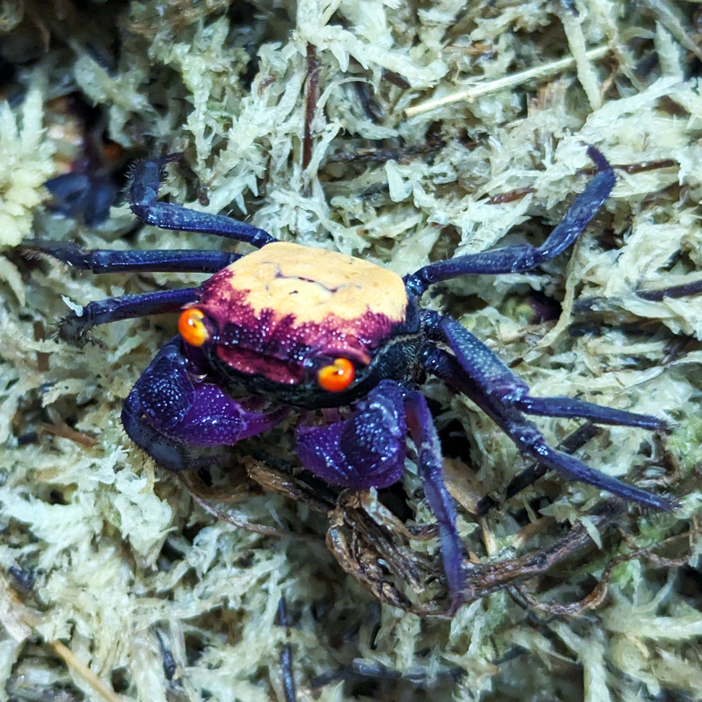 Carnival Vampire Crabs