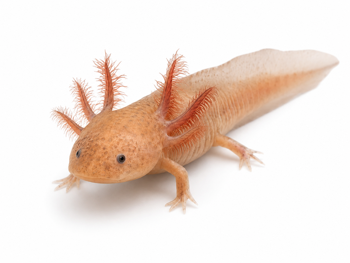 GFP Copper Axolotl