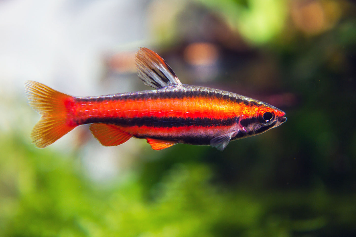 Coral Red Pencilfish