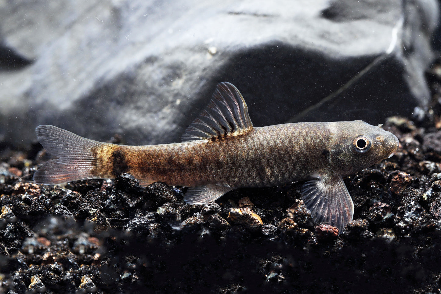 Doctor Fish (Algae Eater) - Garra Rufa