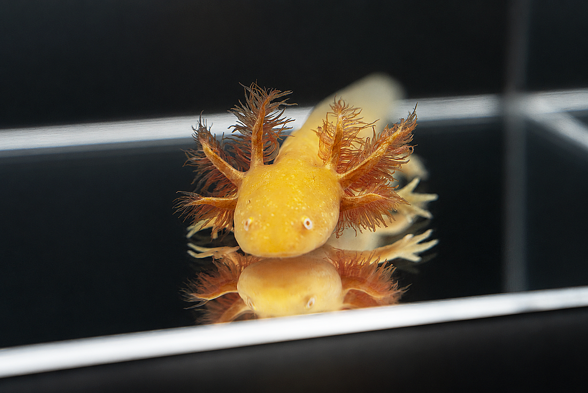 Golden Albino Axolotl
