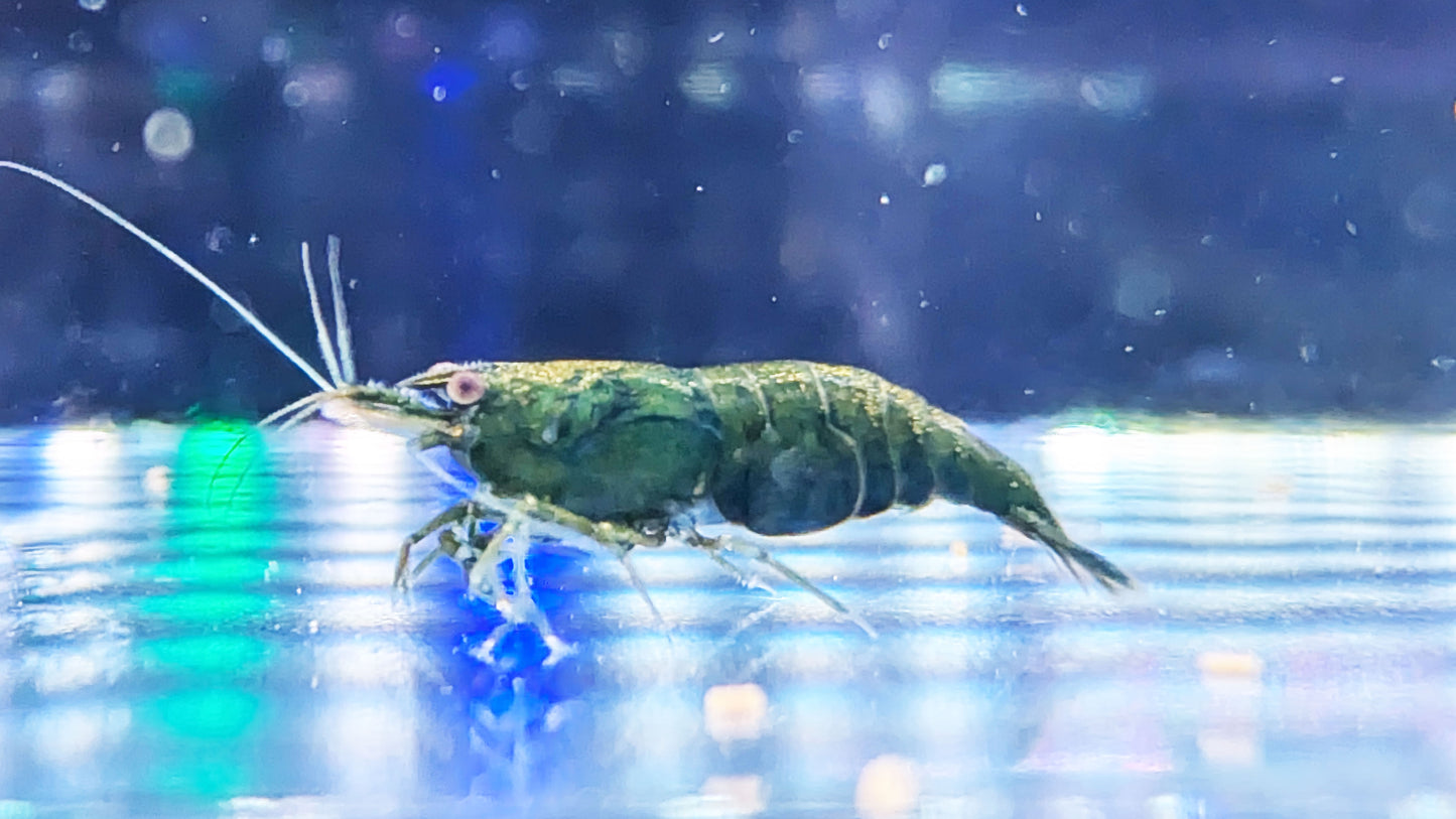 Green Jade Shrimp