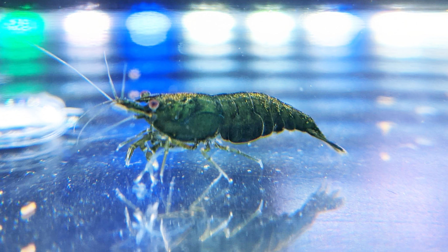 Green Jade Shrimp