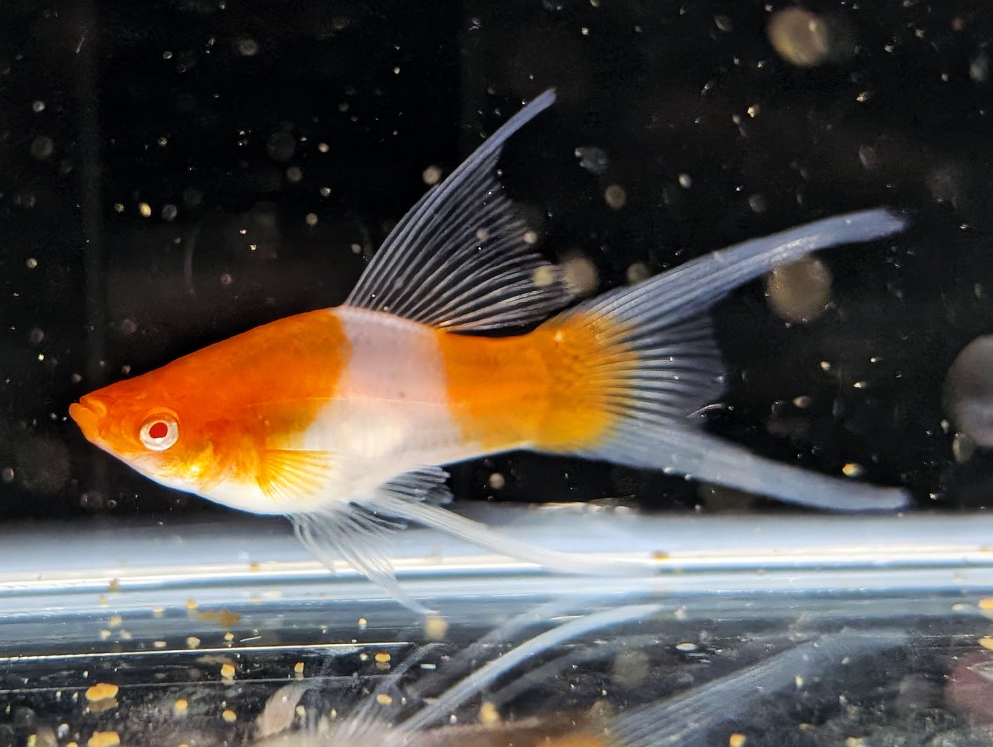 Grade A Kohaku Lyretail Swordtail