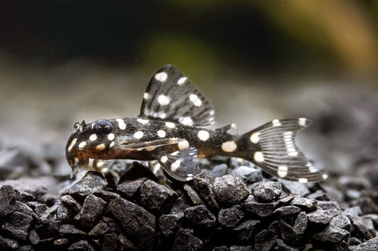 L201 Snowball Pleco - Tank Bred