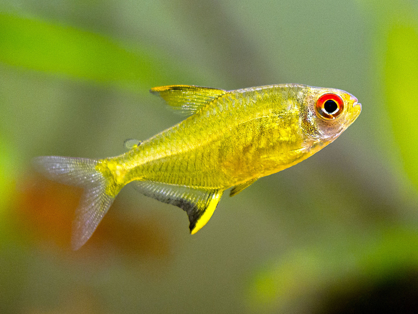 Lemon Tetra (Tank-Bred)