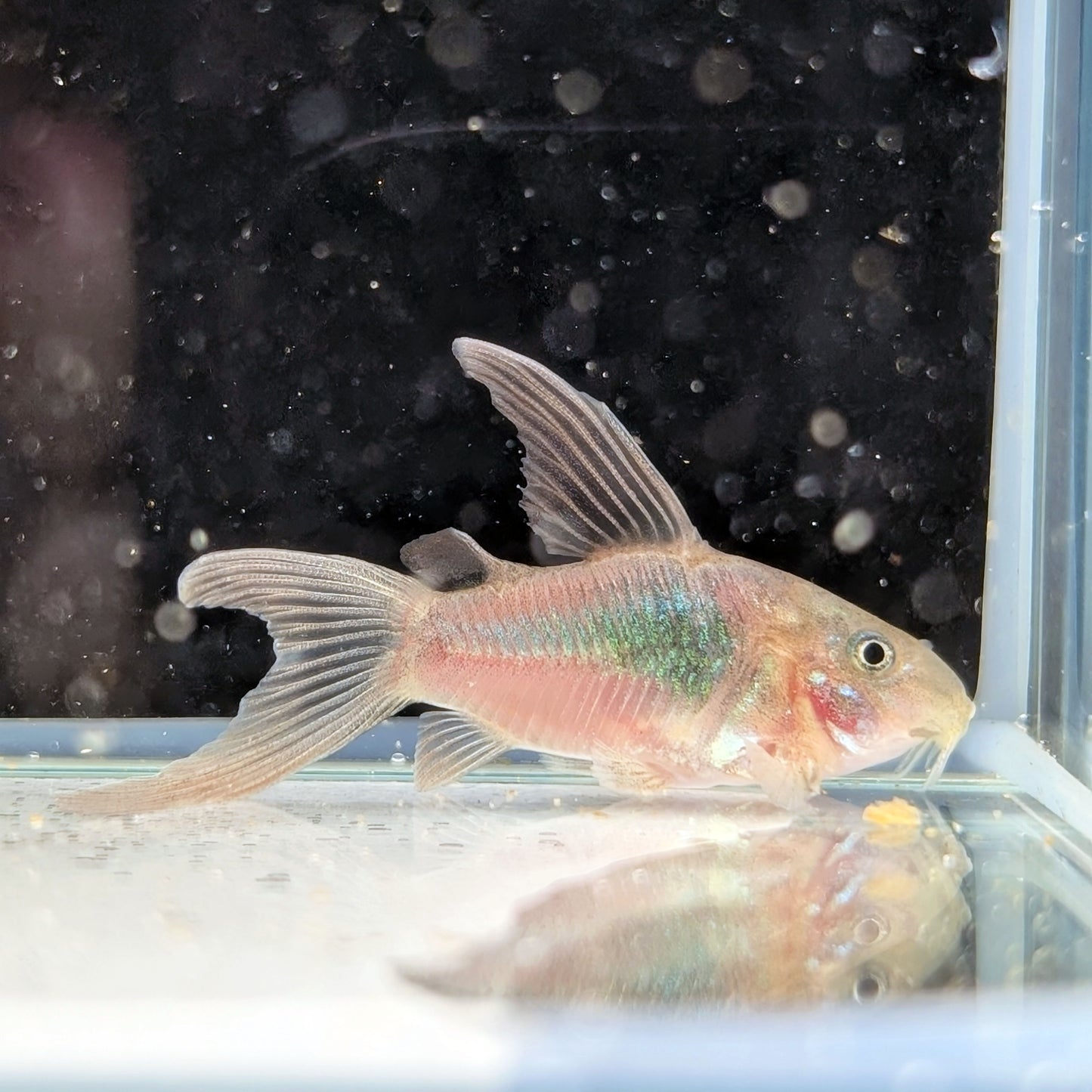 Longfin Green Corydoras (Tank-Bred)