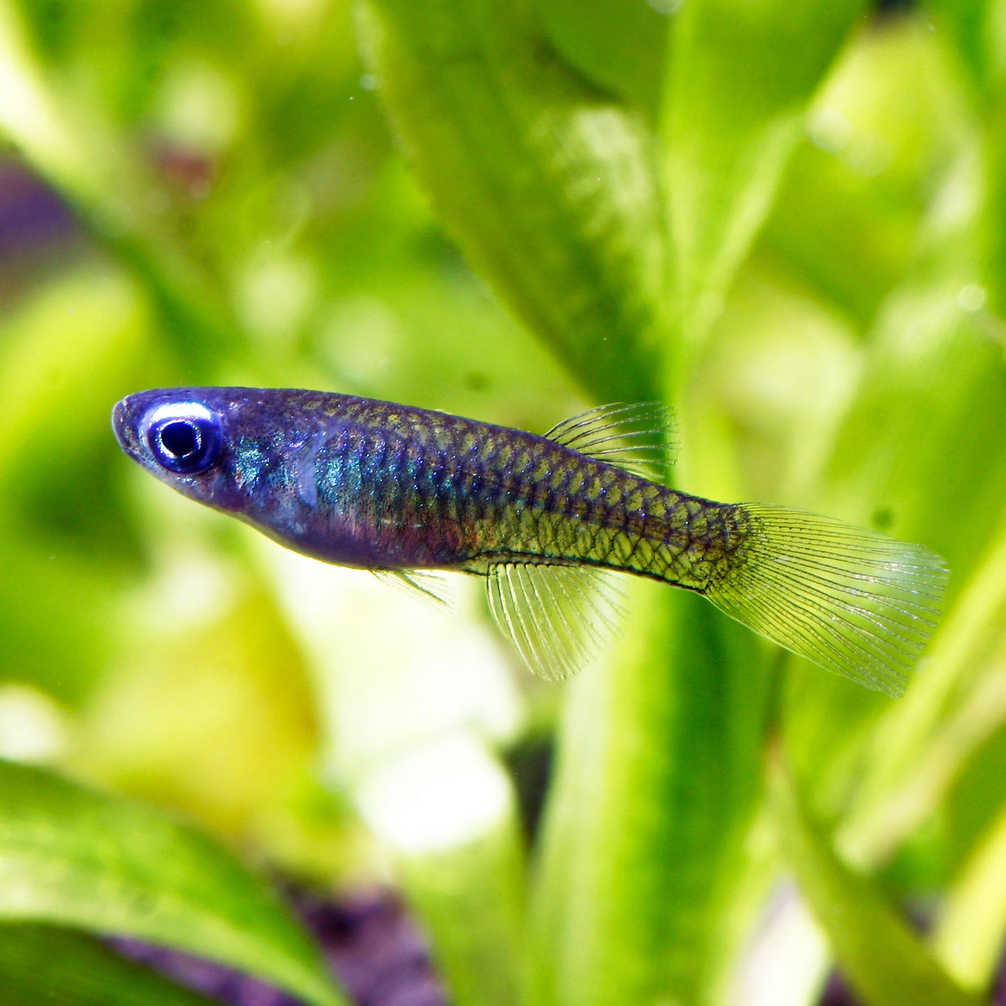 Norman's Lampeye Killifish (Tank Bred)