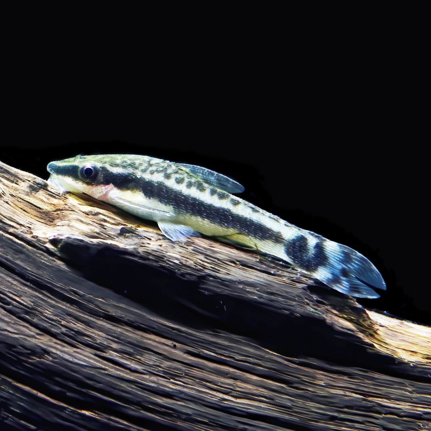 Otocinclus (Tank-Bred)