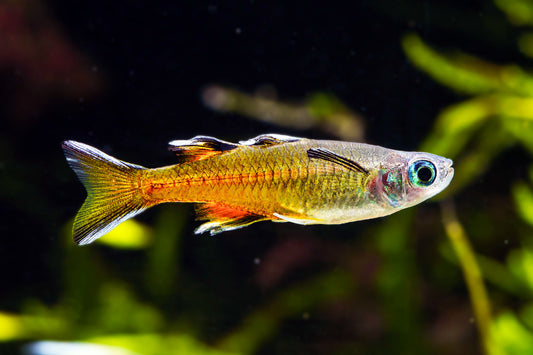 Pacific Signifier Blue Eye Rainbowfish (Tank-Bred)