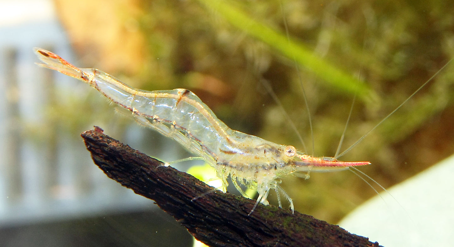 Pinocchio Shrimp - Caridina gracilirostris