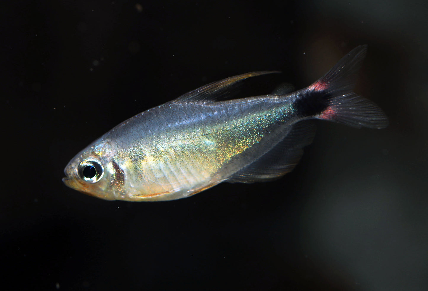 Raccoon Tetra (Tank-Bred)