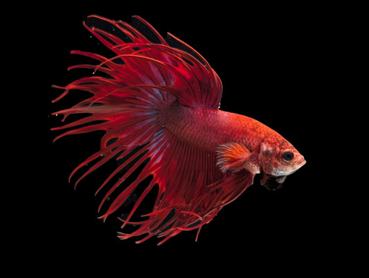 Red Crowntail Betta