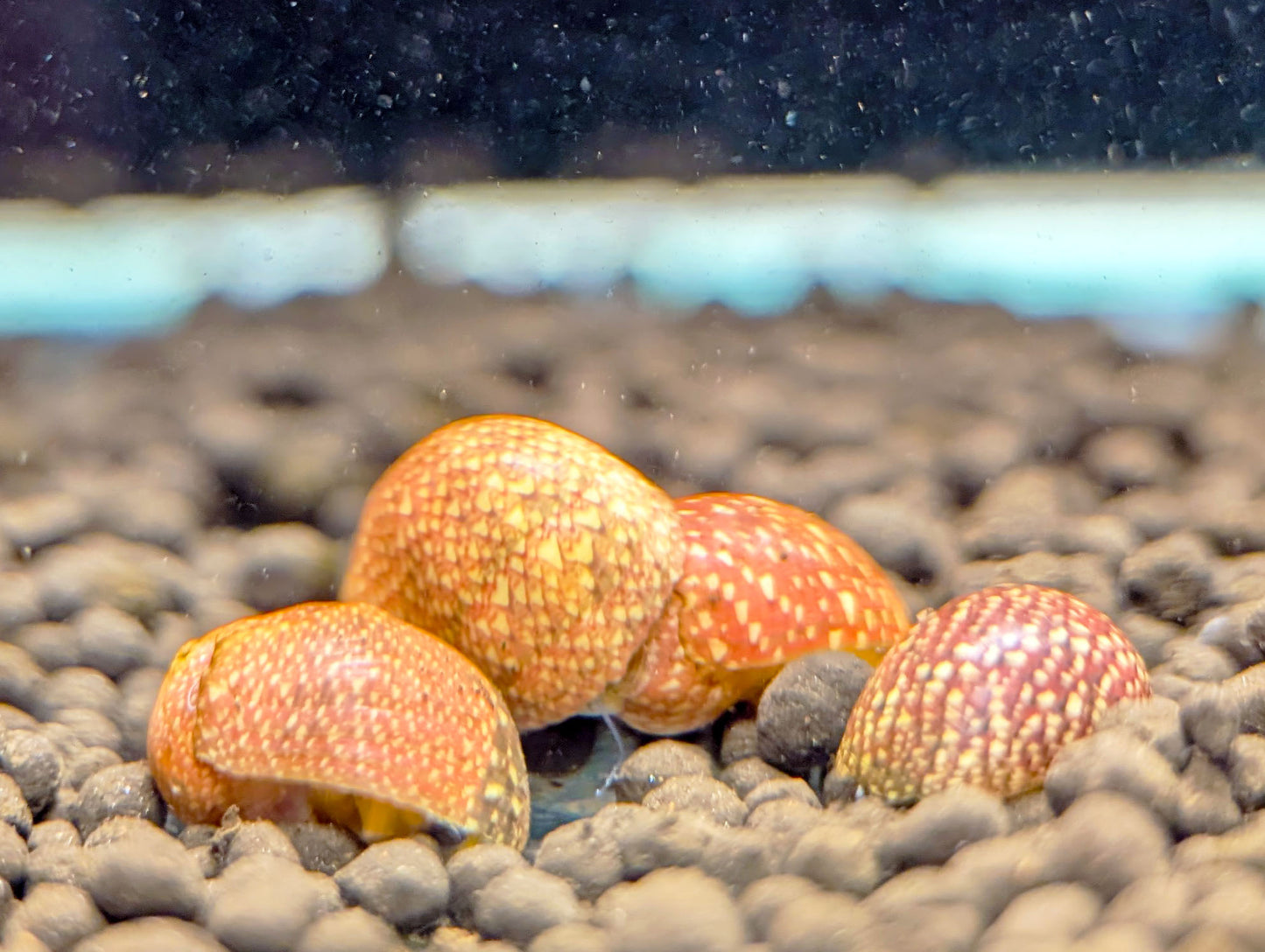 Red Pumpkin Nerite Snail