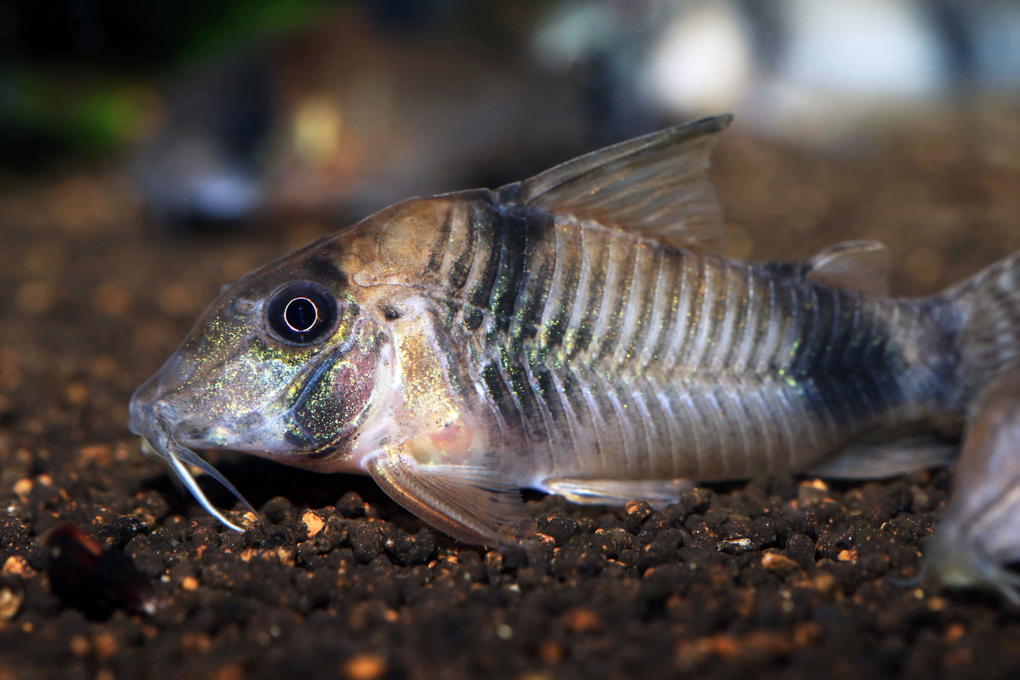 Reynold's Corydoras (Tank-Bred)