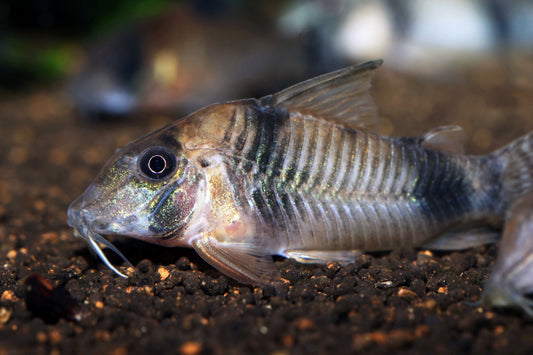 Reynold's Corydoras (Tank-Bred)