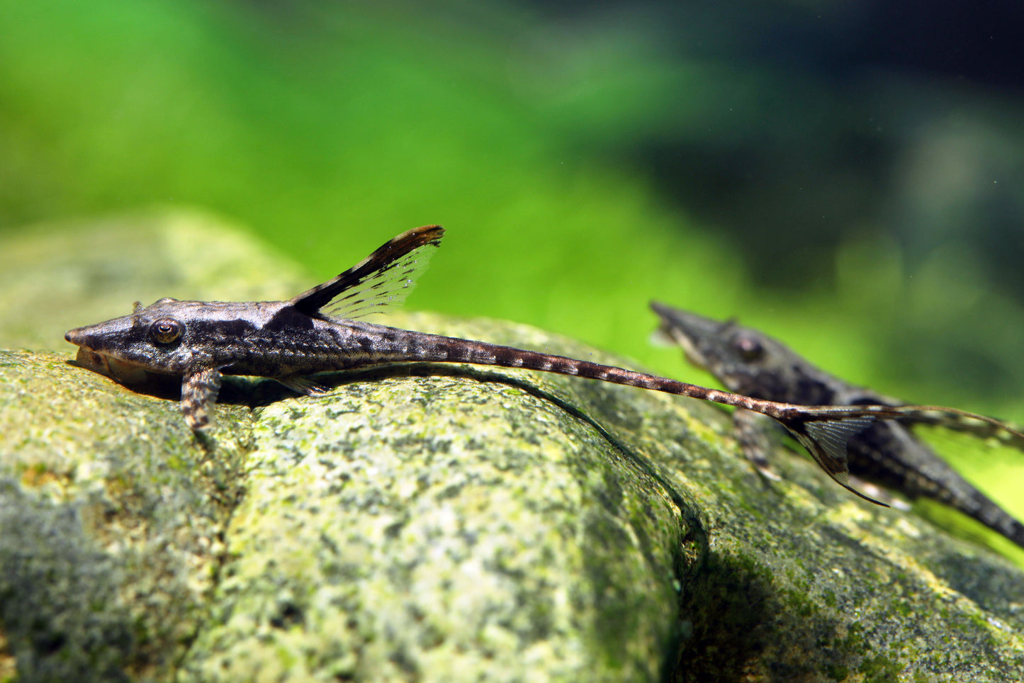 Royal Farlowella Whiptail Catfish (Tank-Bred)