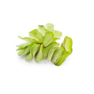 Salvinia Natans (Floating Fern)