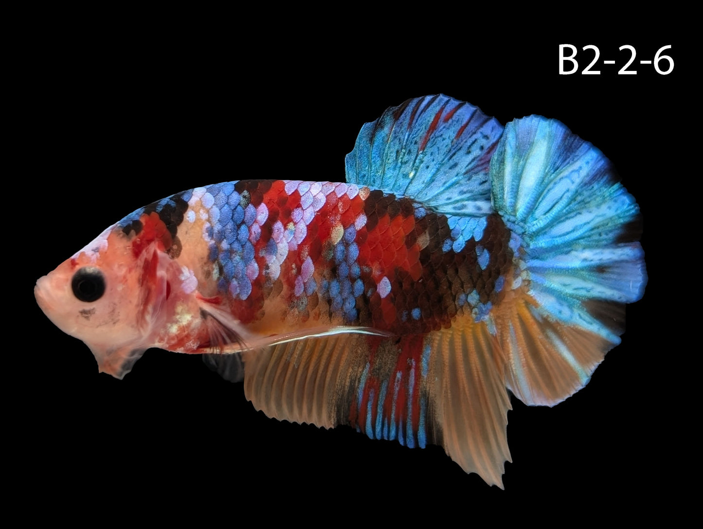 Samurai Koi Galaxy Halfmoon Plakat Betta (WYSIWG)